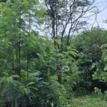 ขายที่ถมแล้ว 190 ตรว. ใกล้รถไฟฟ้า MRT ซอยเรวดี 13 อ.เมือง จ.นน