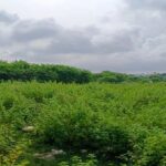 ขายที่ดินเปล่า แปลงใหญ่ 32ไร่ เขาคันทรง ศรีราชา (ผังสีม่วงลาย)