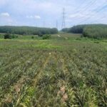 ขายที่ดินหน้ากว้าง ติดถนน ผังสีม่วงลาย) เขาคันทรง ศรีราชา ชลบุรี